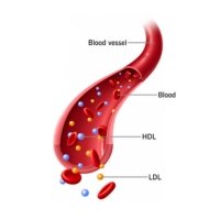 Helps Boost HDL Levels.