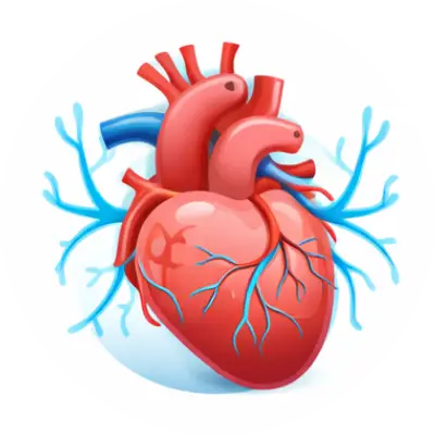 Improves heart function & circulation