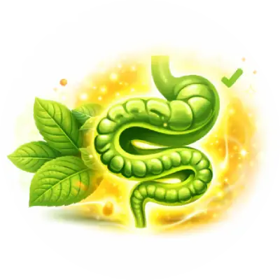 Supports Regular Bowel Movement