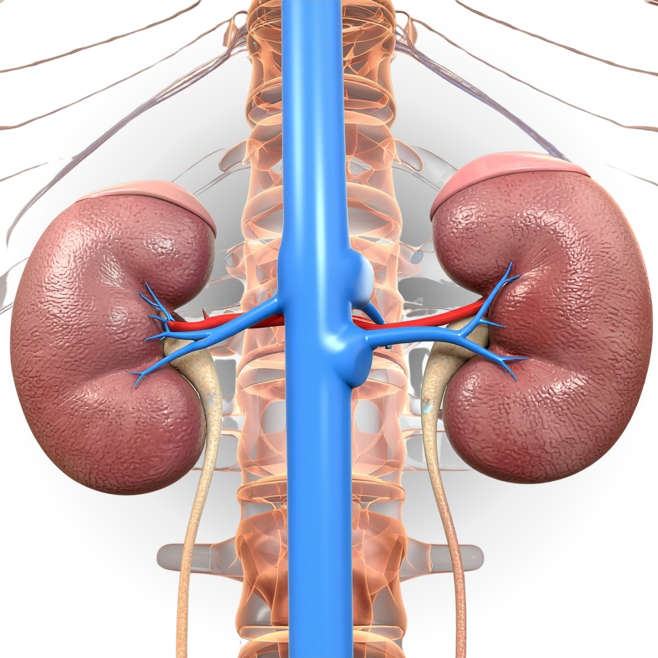 Helps maintain proper kidney filtration and supports overall kidney strength naturally.
