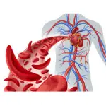 Supports better energy levels and reduces fatigue.