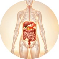 Supports Digestive & Overall Wellness