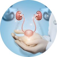 Supports Kidney & Urinary Wellness