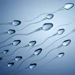 Boosts Libido & Testosterone