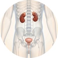 Supports Healthy Urinary Function