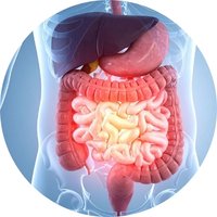 Supports Digestive Wellness
