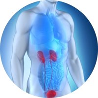 Supports Kidney & Urinary Tract Health