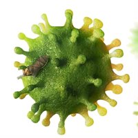 Improves immunity and overall wellness