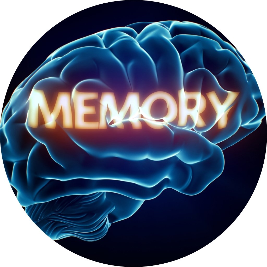 Supports Memory & Cognitive Wellness