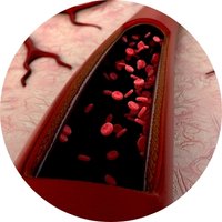 Supports Natural Blood Purification & Detoxification