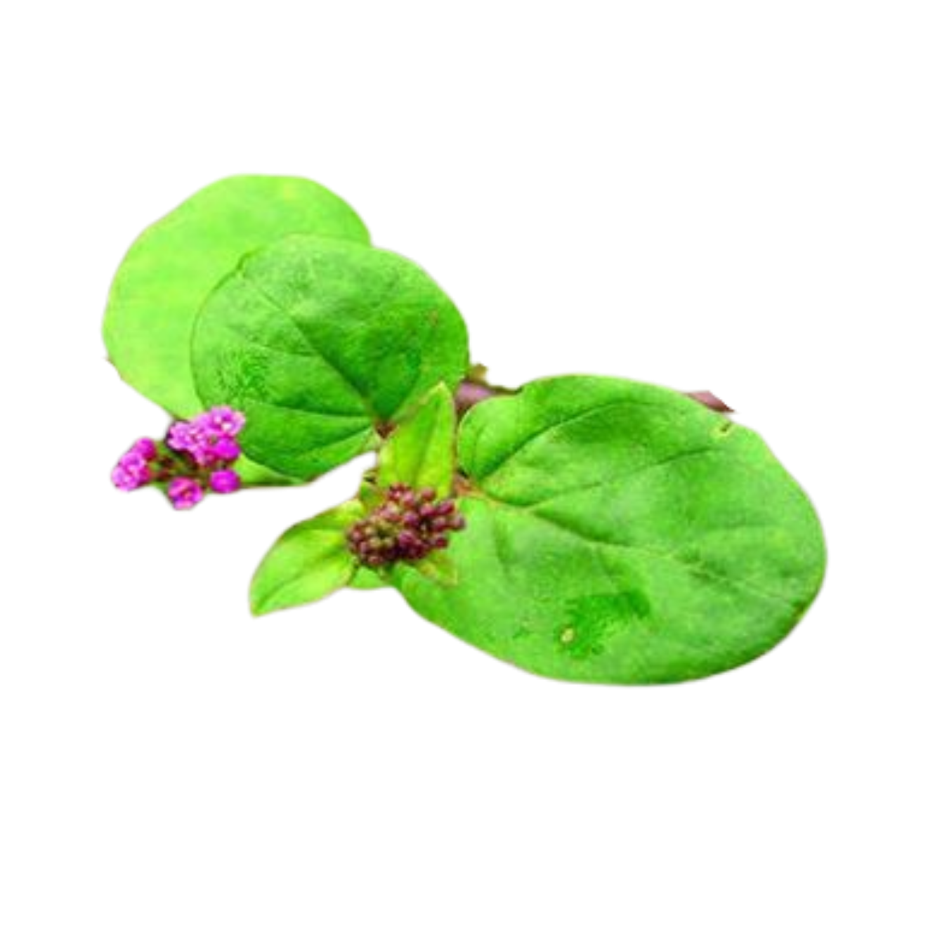 Punarnava