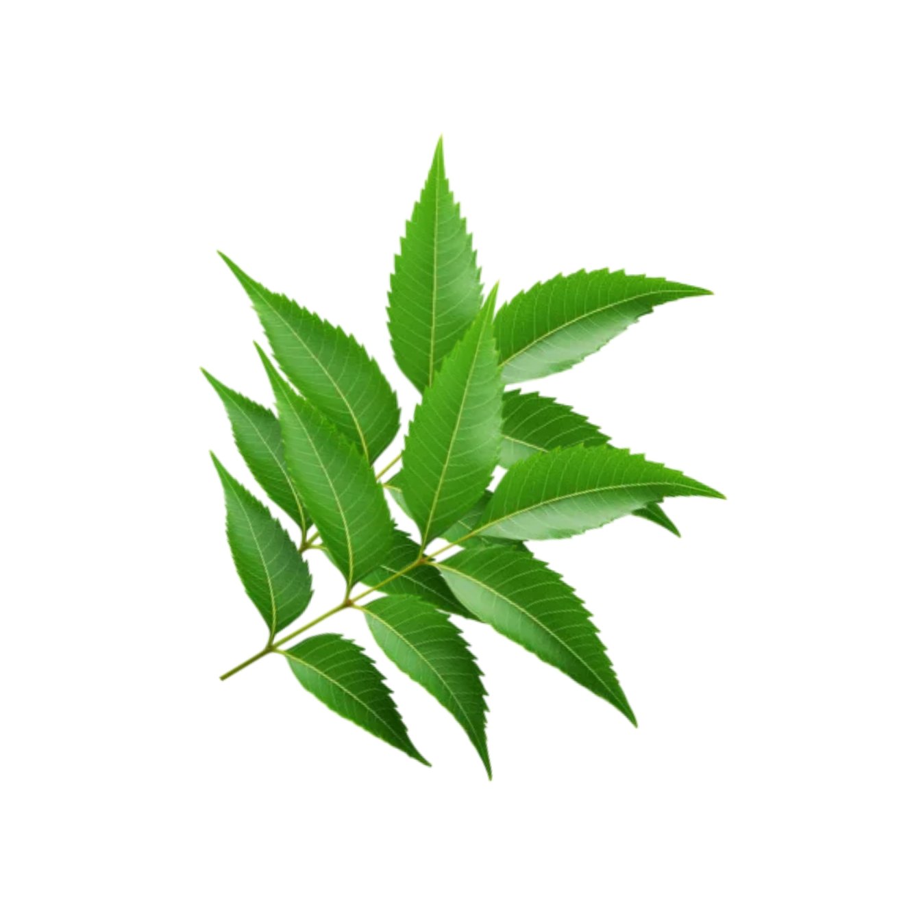 Neem