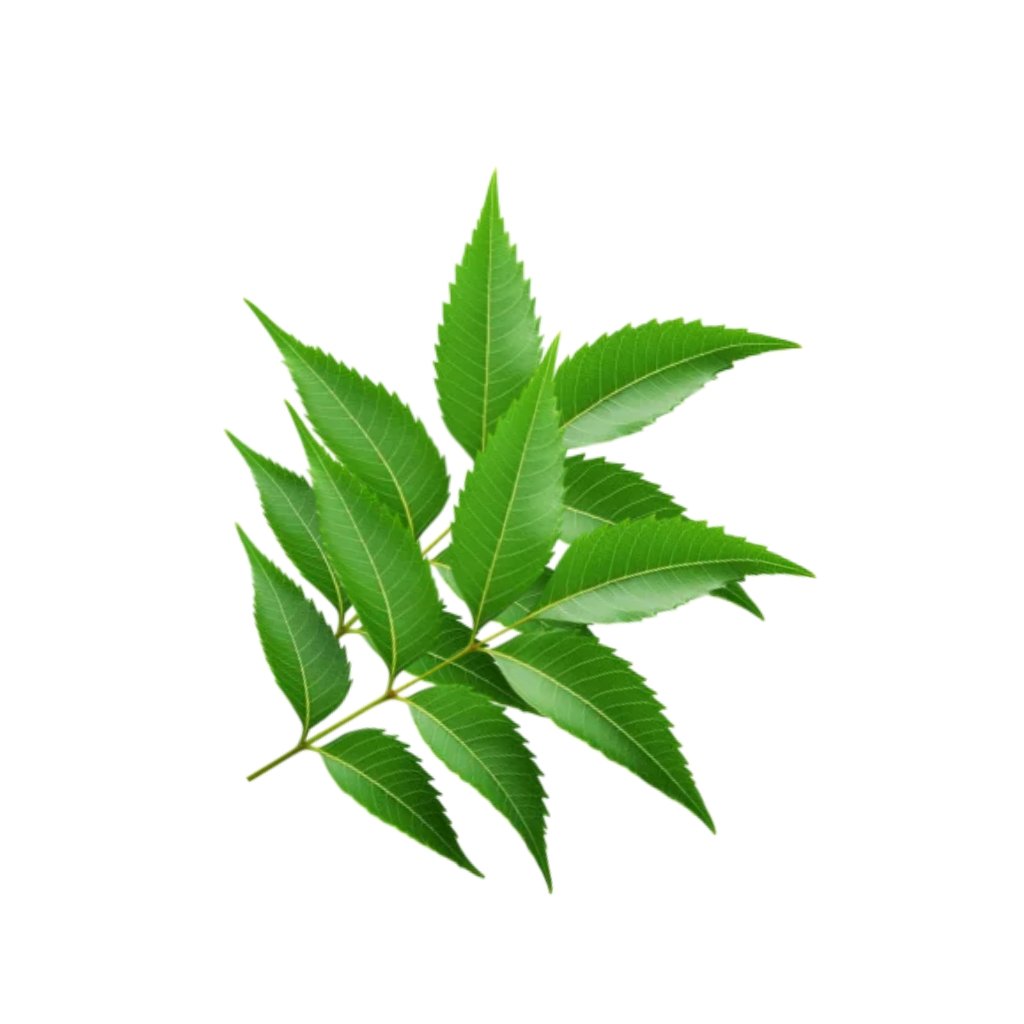 Neem