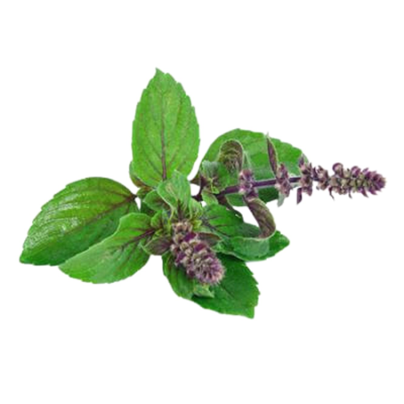 TULSI / NEEM