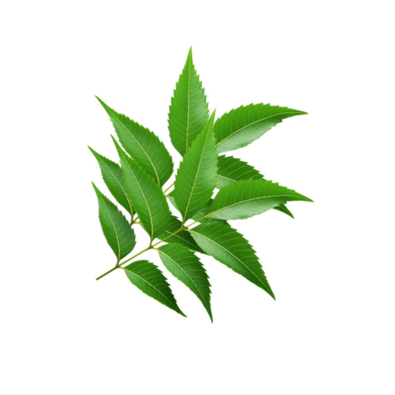 Neem