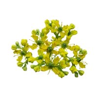 Suddab Ke Phool