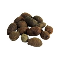 Jamun Beej