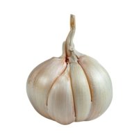 Garlic (Allium sativum)