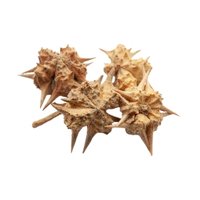 Gokhru