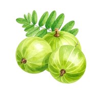 Fresh Amla
