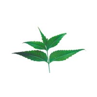 Neem