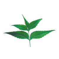 Neem