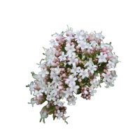 Tagar (Valeriana wallichii)