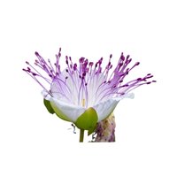 Capparis zeylanica