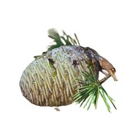 Himalayan cedar