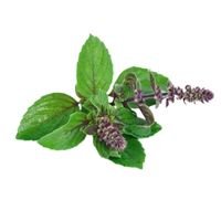 Tulsi Panchang (Ocimum sanctum) – 99.8%