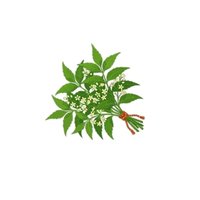 Neem (Azadirachta indica)