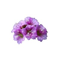Punarnava (Boerhaavia diffusa)