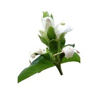 Barg-e-Arusa (Adhatoda Vasica)