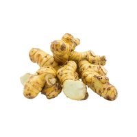 Ginger (Zingiber officinale)