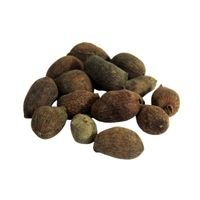 Jamun Beej (Jamun Seed