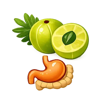 Amla (Emblica Officinalis)